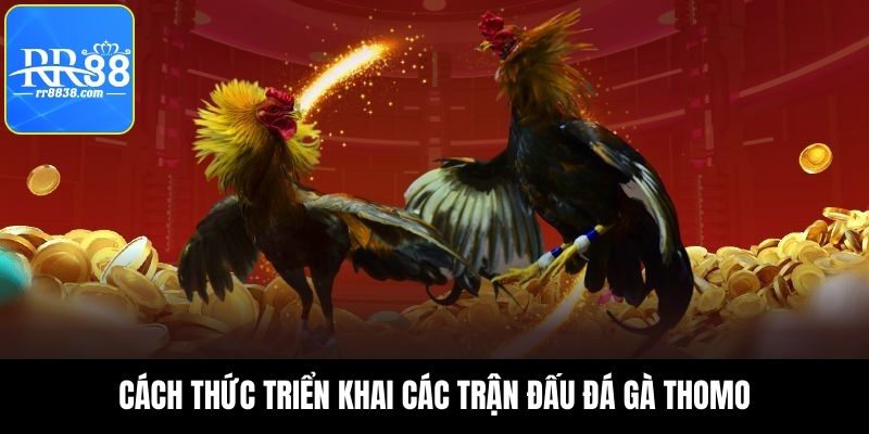 Quy tắc triển khai các trận đấu đá gà Thomo