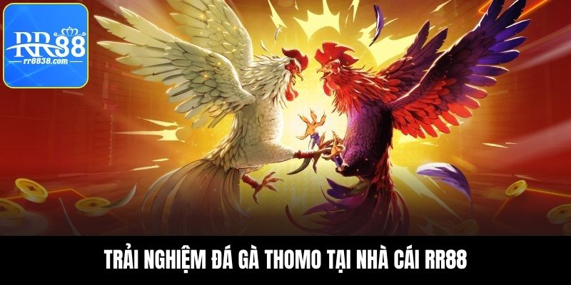 Lợi ích khi tham gia đá gà Thomo tại RR88